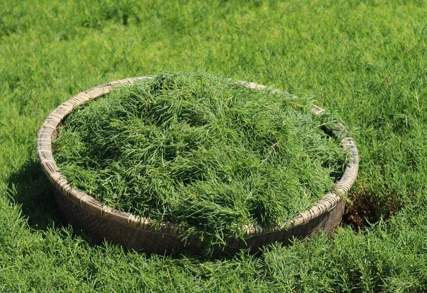 Nhờ mức giá đắt đỏ, anh Trần Văn Quân (ở xã Quỳnh Vinh, thị xã Hoàng Mai, tỉnh Nghệ An) đã bỏ công việc ổn định về quê thuê đất hoang trồng rau nhót dại, mỗi năm thu hoạch 40 tấn, lời khoảng một tỷ đồng. Ảnh: Baophapluat