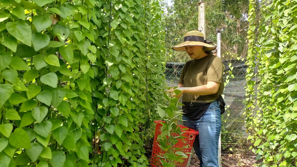 Vốn là loại cây dây leo nên chỉ trồng sương sâm một lần là có thể thu hoạch lâu. Nghề trồng cây sương sâm cũng không đòi hỏi nhiều kỹ thuật chăm sóc hay chi phí đầu tư. Ảnh: Dân Việt