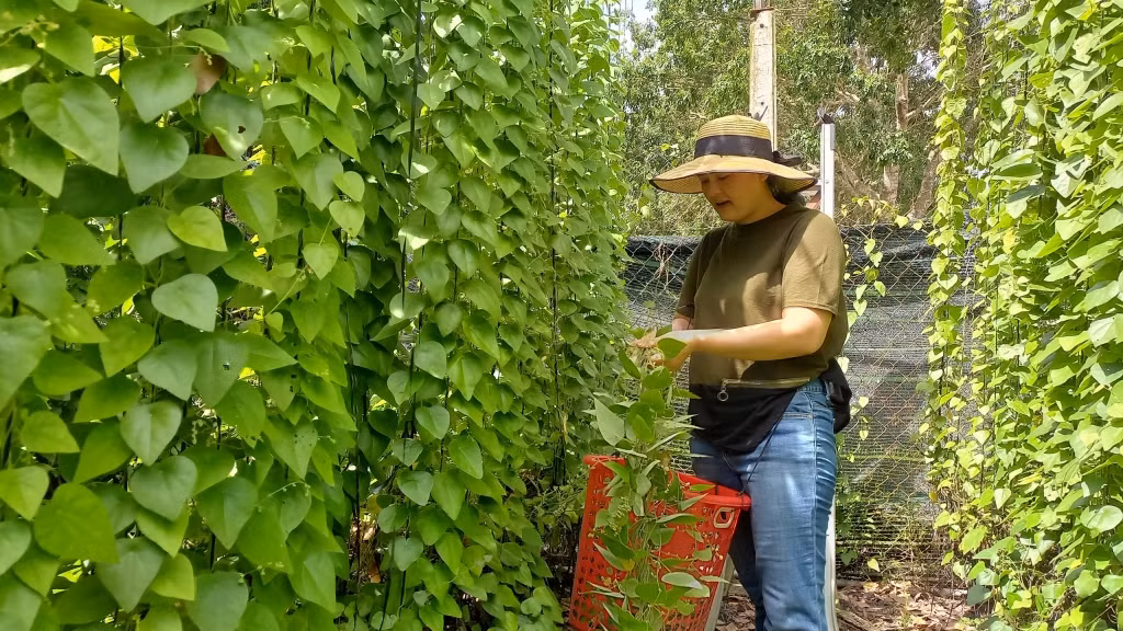 Vốn là loại cây dây leo nên chỉ trồng sương sâm một lần là có thể thu hoạch lâu. Nghề trồng cây sương sâm cũng không đòi hỏi nhiều kỹ thuật chăm sóc hay chi phí đầu tư. Ảnh: Dân Việt