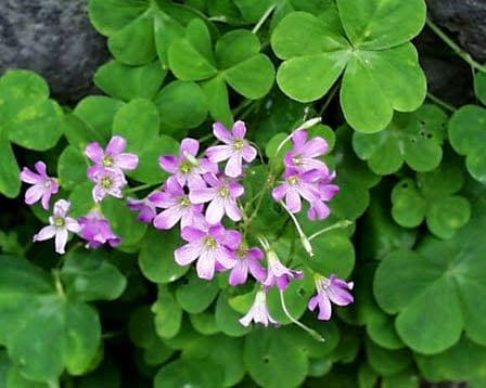 Nhưng mấy năm nay, chua me đất thành đặc sản được đóng túi đẹp đẽ bán trên sàn thương mại điện tử với giá khoảng 100.000 đồng/kg. Ảnh: Violet