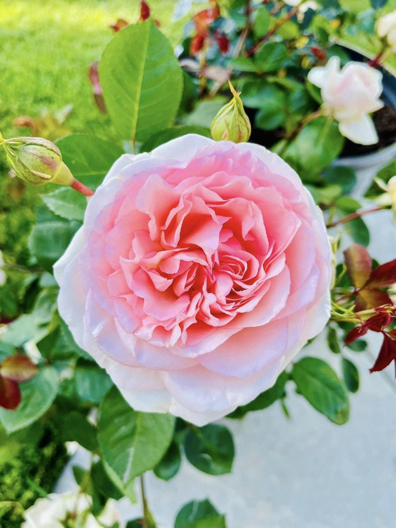 Những bông hồng ngoại nở to như cái bát khiến chủ nhân mê mẩn.