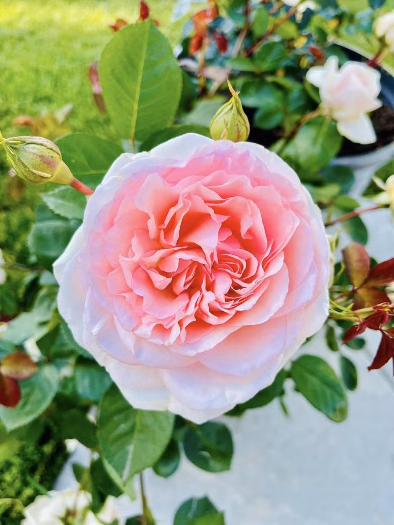 Những bông hồng ngoại nở to như cái bát khiến chủ nhân mê mẩn.