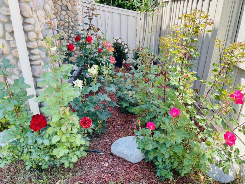 Các loại hoa hồng đua nhau khoe sắc.