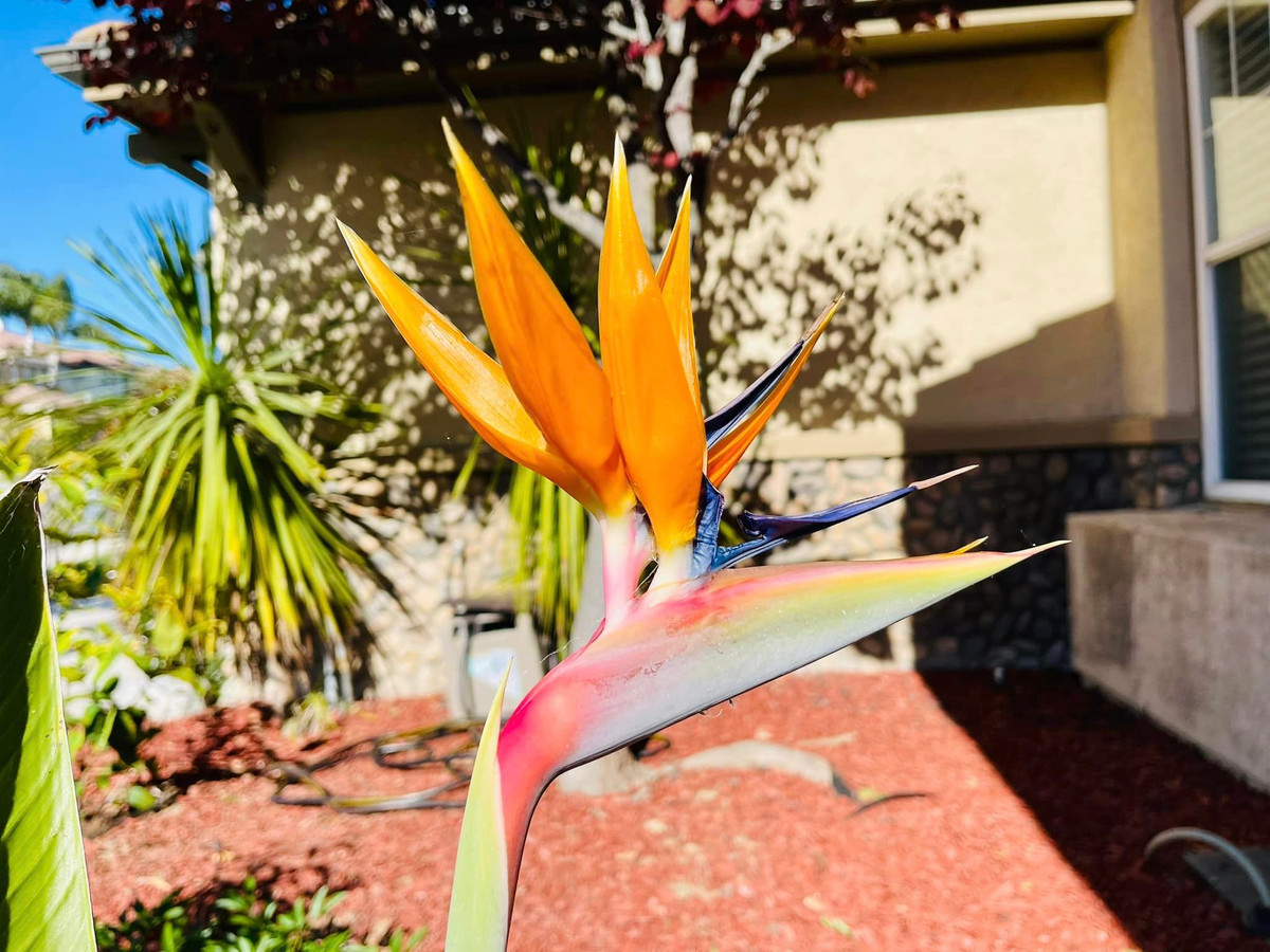 Hoa thiên điểu rực rỡ bên hiên nhà.