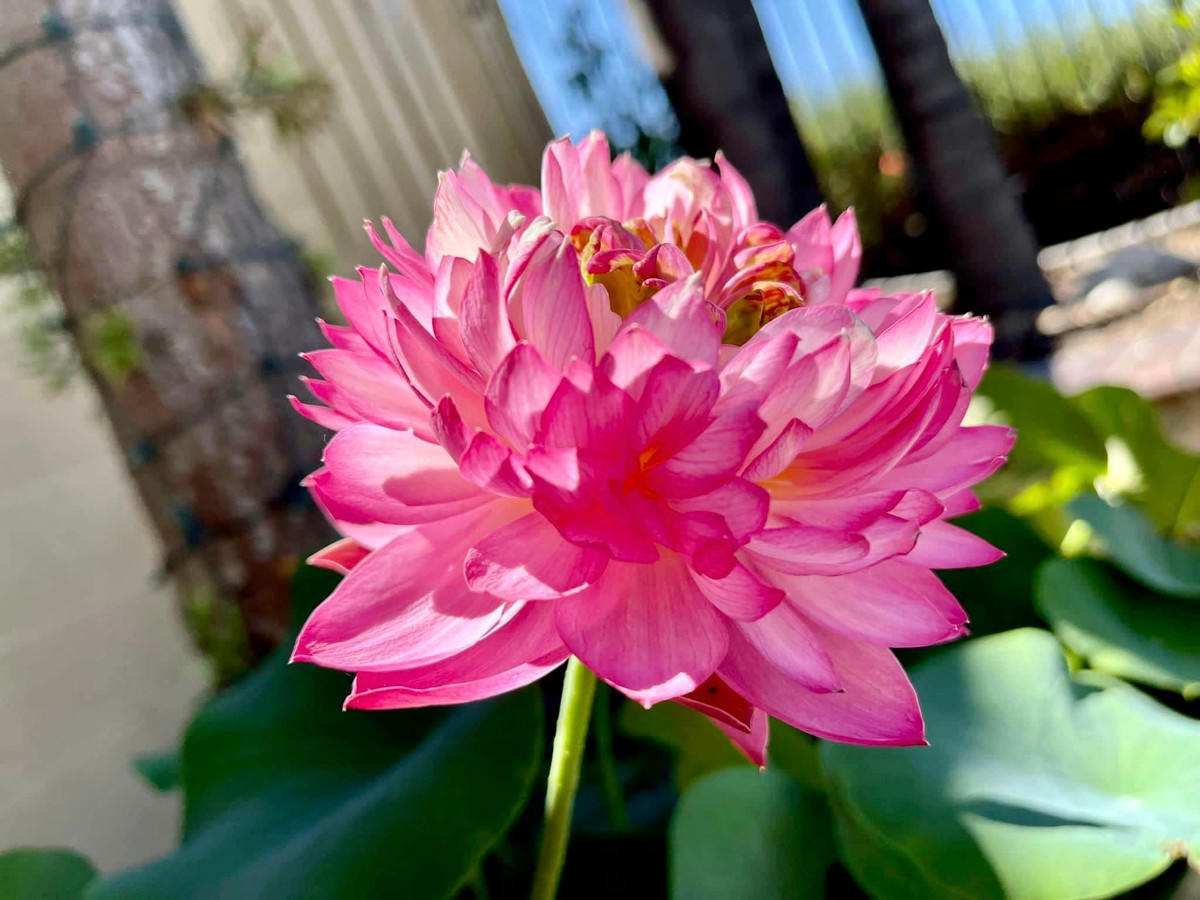 Đặc biệt, khu vườn được trồng nhiều loại hoa tươi.