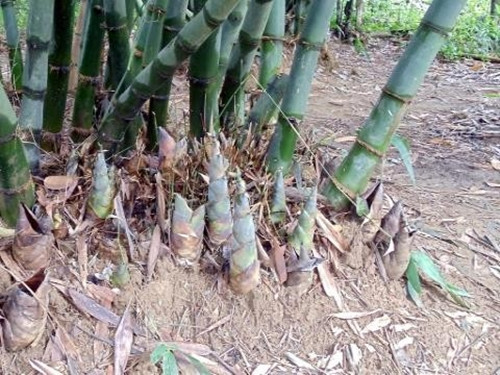 Thông thường, cây tre cho thu hoạch quanh năm, một gốc tre trưởng thành thu từ 30 - 40 kg năng/năm. Ảnh: Dân Việt