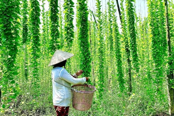 Vốn là loại cây dây leo nên chỉ trồng sương sâm một lần là có thể thu hoạch lâu. Nghề trồng cây sương sâm cũng không đòi hỏi nhiều kỹ thuật trong quá trình chăm sóc hay chi phí đầu tư. Ảnh: Dân Việt