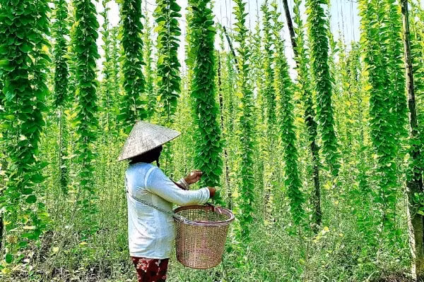 Vốn là loại cây dây leo nên chỉ trồng sương sâm một lần là có thể thu hoạch lâu. Nghề trồng cây sương sâm cũng không đòi hỏi nhiều kỹ thuật trong quá trình chăm sóc hay chi phí đầu tư. Ảnh: Dân Việt