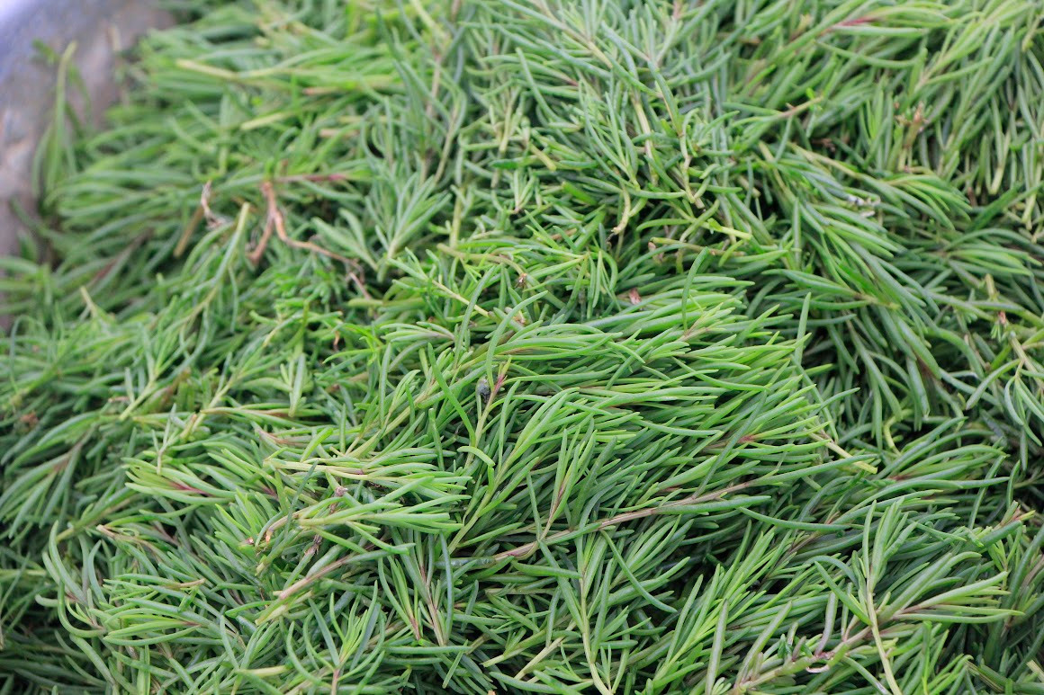 Nhiều lần thất bại nhưng anh Quân vẫn kiên định với làm nông nghiệp hữu cơ. Giữa năm 2019, rau nhót bắt đầu mọc theo ý muốn. Ảnh: Cổng thông tin điện tử Hoàng Mai