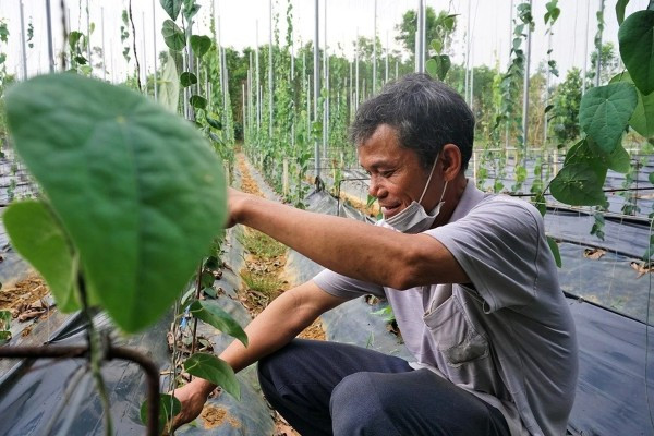 Ông Nguyễn Quang Định (ở Quảng Nam) được mệnh danh là "vua sương sâm" khi sở hữu trang trại lên tới hơn 3.000m2. Ảnh: Dân Việt