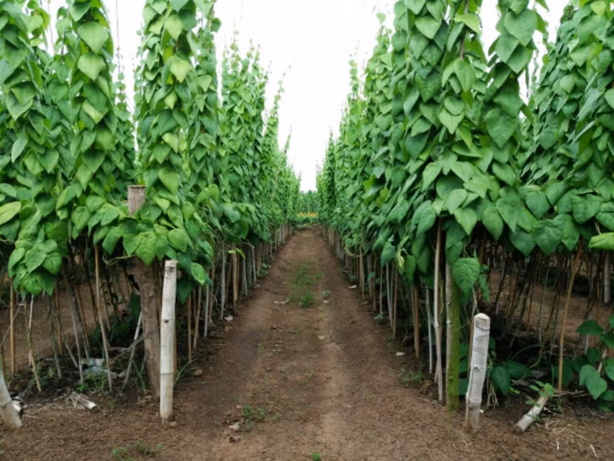 Theo ông Định, lá sương sâm có giá 100.00 - 120.000 đồng/kg, tùy thời điểm. Với diện tích hiện tại, một vườn nhà ông Định có thể thu hoạch được 20 tấn lá sương sâm, thu nhập lên đến 2 tỷ đồng. Ảnh: Dân Việt