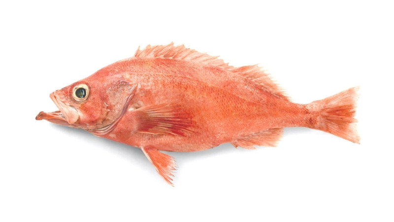 Khác với cá rô đồng, cá đô đại dương bị Cục quản lý Thực phẩm và Dược phẩm Mỹ (FDA) xếp vào những loại cá dễ bị nhiễm thủy ngân nhất do sống ở tầng đáy biển.