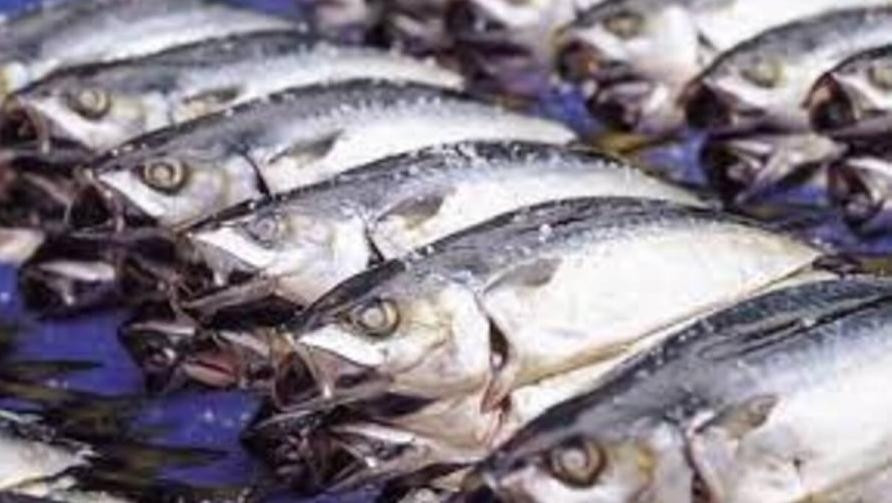 Trái lại, mắt đục và mang thâm đen là dấu hiệu của cá đã ươn, có thể chúng đã chết từ lâu và bị nuôi trong môi trường không an toàn. Loại cá này thường có thịt bở, không còn độ tươi ngon. Nguồn ảnh: Getty