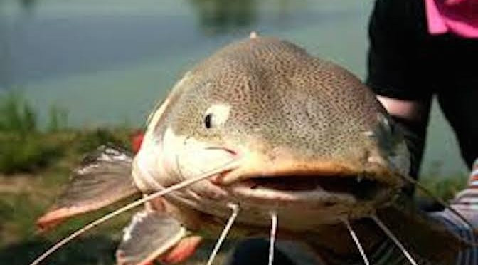 Đặc tính của cá trê là ăn tạp, ăn bẩn. Vì thế, cá trê ó nguy cơ nhiễm bẩn cao.