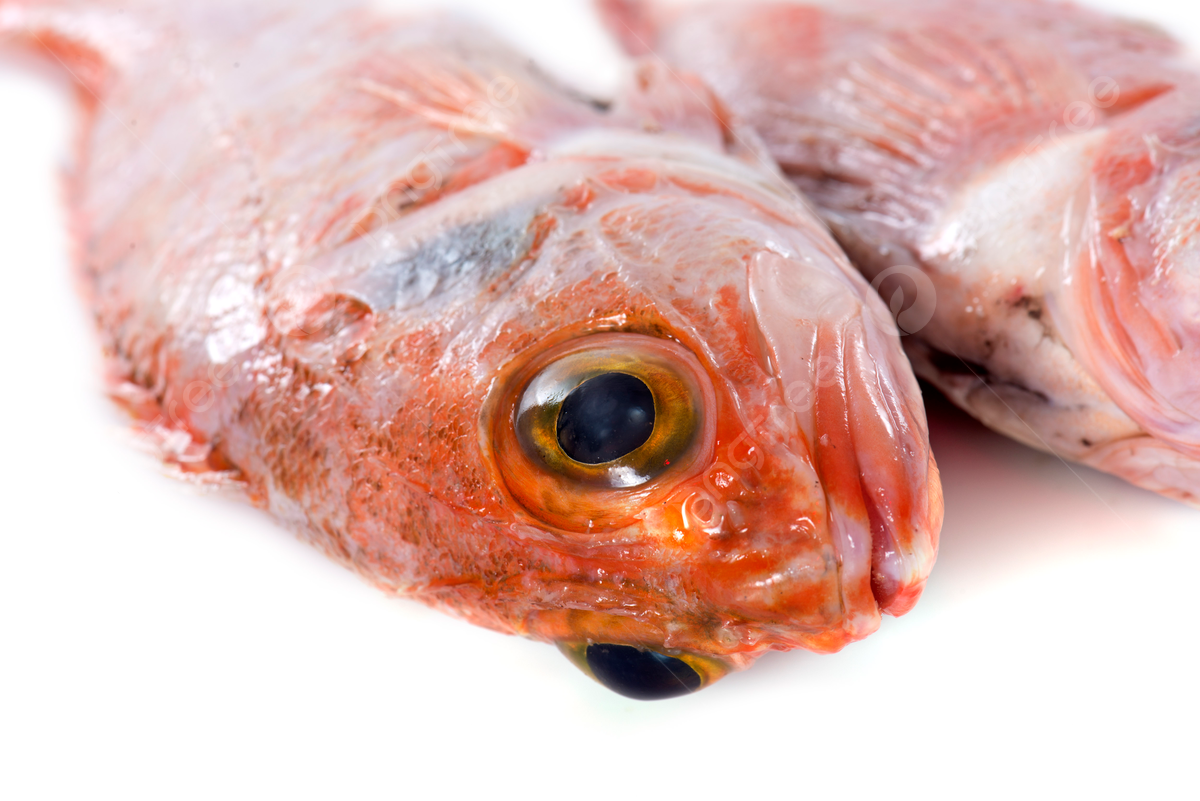 Ngoài ra, cá rô phi đại dương còn là loài ăn tạp nên dễ bị nhiễm các loại độc tố và vi sinh vật trong môi trường nước. Việc tiêu thụ cá chứa hàm lượng thủy ngân cao trong thời gian dài có thể gây ngộ độc thủy ngân.