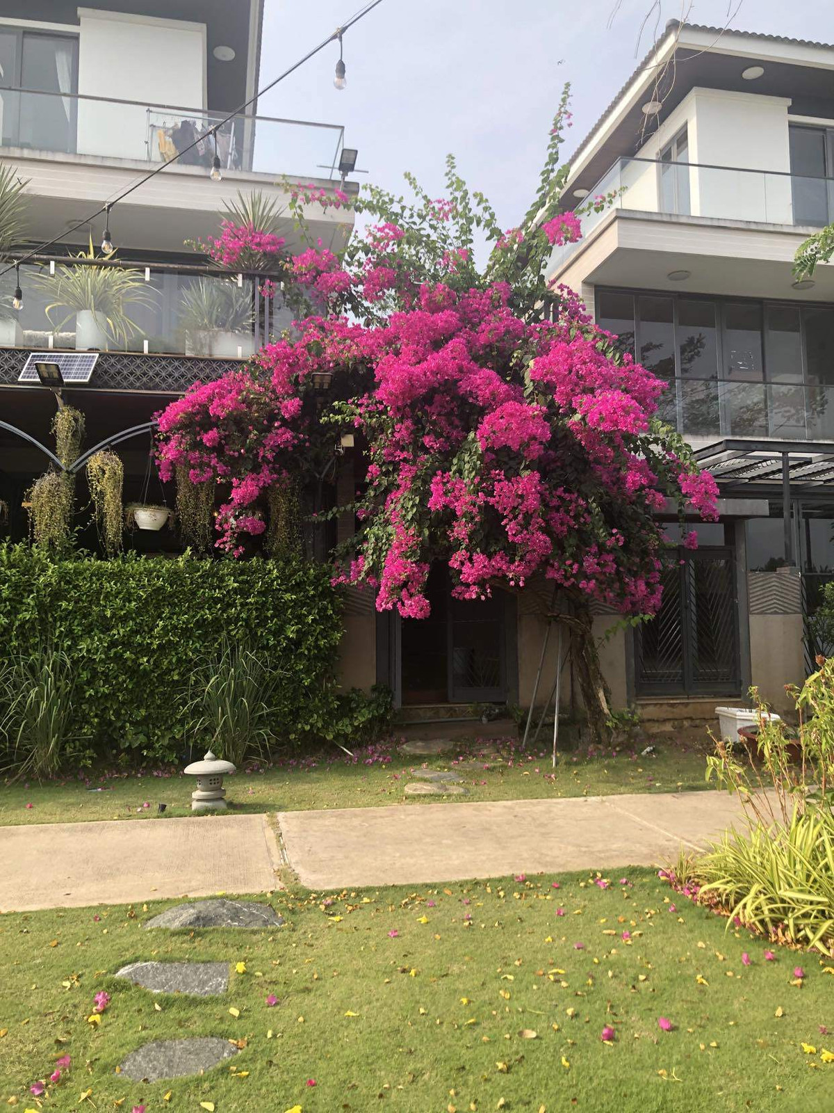 Giàn hoa giấy nở rộ hút người nhìn.