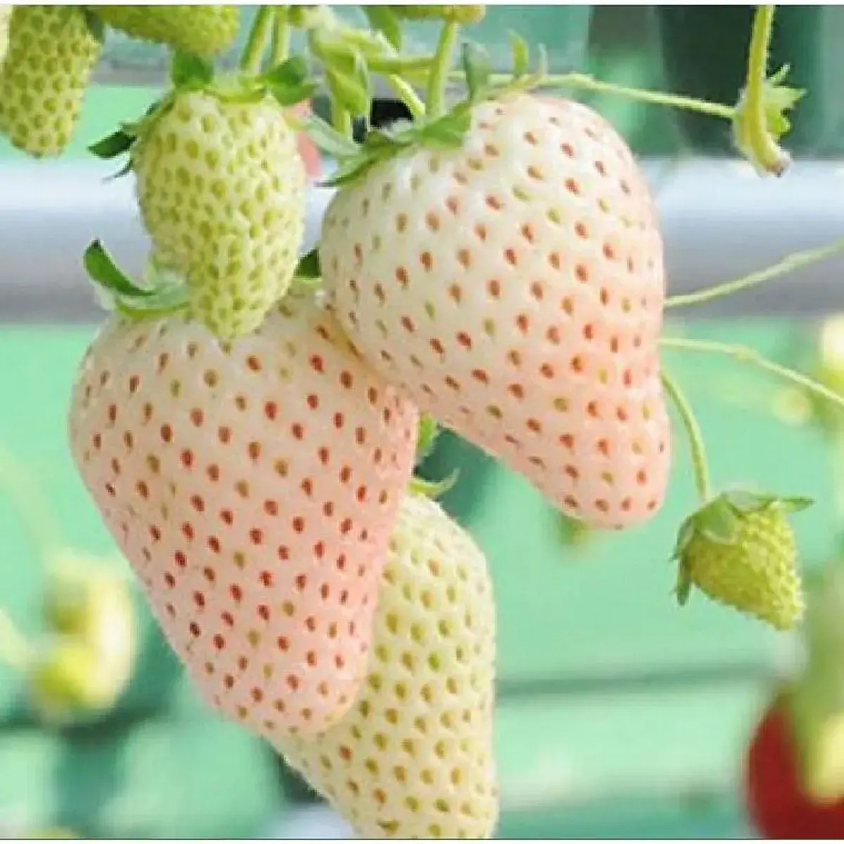 Thêm nữa, dâu tây Bạch Tuyết cũng khó bảo quản. Khi thu hoạch, nếu không may bị giập nhẹ là không thể bán ra thị trường vì hôm sau sẽ hỏng. Ảnh: Vuonsaigon