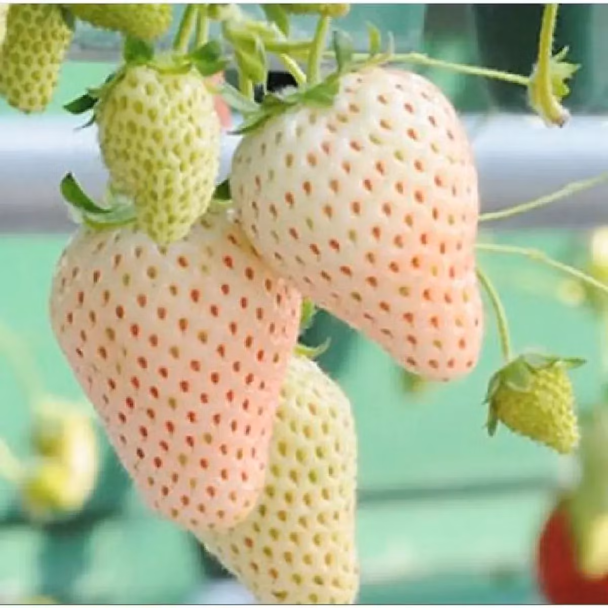 Thêm nữa, dâu tây Bạch Tuyết cũng khó bảo quản. Khi thu hoạch, nếu không may bị giập nhẹ là không thể bán ra thị trường vì hôm sau sẽ hỏng. Ảnh: Vuonsaigon