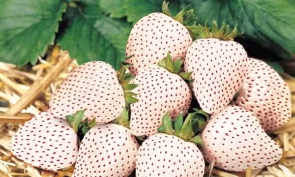 Năm 2010, dâu tây Bạch Tuyết được nông dân Hà Lan, Bỉ "hồi sinh" thành công, nhân giống thành dâu tây thương mại và người Nhật Bản nhập về trồng. Ảnh: The Guardian