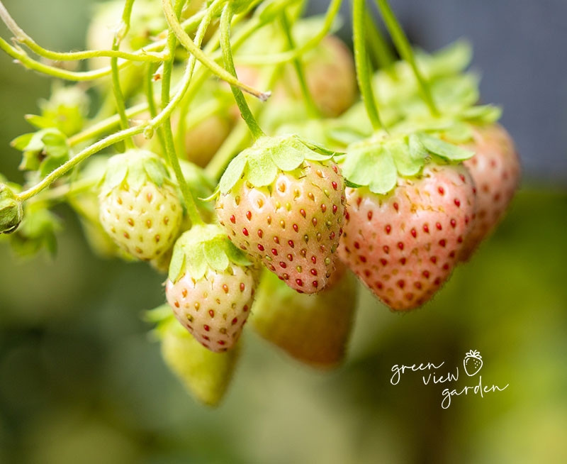 Dâu tây được trồng trong nhà kính để hạn chế tiếp xúc với ánh nắng mặt trời. Nhiệt độ, ánh sáng, nước và phân bón cần thiết cho sự phát triển của cây đều được kiểm soát bằng máy tính. Ảnh: Green View Garden