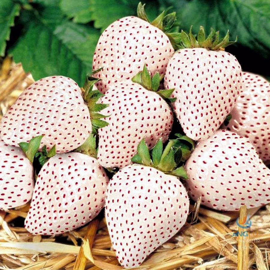 Dâu tây Bạch Tuyết đắt đỏ một phần là do khó trồng, khâu chăm sóc cũng rất cầu kỳ và nhạy cảm với thời tiết nên sản lượng ít hơn các loại khác. Ảnh: Vuonsaigon