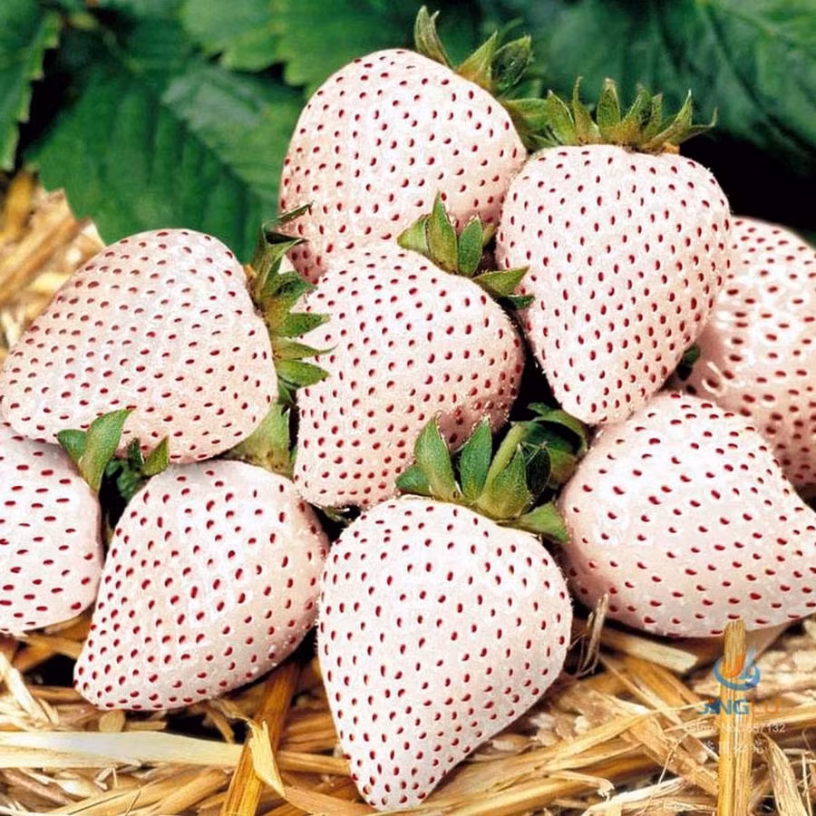 Dâu tây Bạch Tuyết đắt đỏ một phần là do khó trồng, khâu chăm sóc cũng rất cầu kỳ và nhạy cảm với thời tiết nên sản lượng ít hơn các loại khác. Ảnh: Vuonsaigon