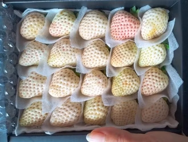 Hiện tại, giá dâu tây Bạch Tuyết Đà Lạt đã hạ nhưng vẫn dao động từ 260.000-1.000.000 đồng/kg, tùy size. Ảnh: Báo Lâm Đồng