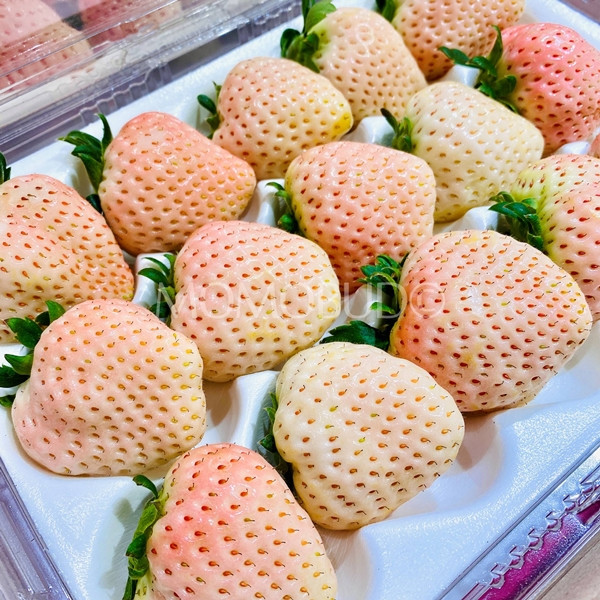 Tại Nhật Bản, dâu tây Bạch Tuyết được gọi là giống Shiroi Houseki (White Jewel) vì vỏ dâu có màu trắng, hạt thường có màu đỏ. Ảnh: MomoBud