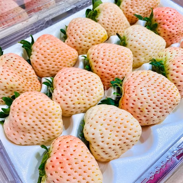 Tại Nhật Bản, dâu tây Bạch Tuyết được gọi là giống Shiroi Houseki (White Jewel) vì vỏ dâu có màu trắng, hạt thường có màu đỏ. Ảnh: MomoBud