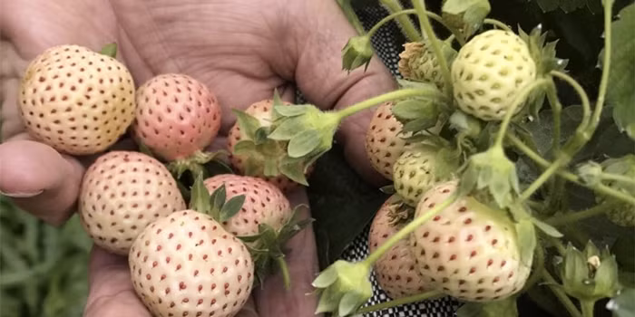 Dâu tây Bạch Tuyết được xếp vào một trong những loại quả đắt đỏ nhất thế giới. Loại quả này có nguồn gốc từ Nam Mỹ, từng gần như tuyệt chủng trên thế giới. Ảnh: Rocket Gardens