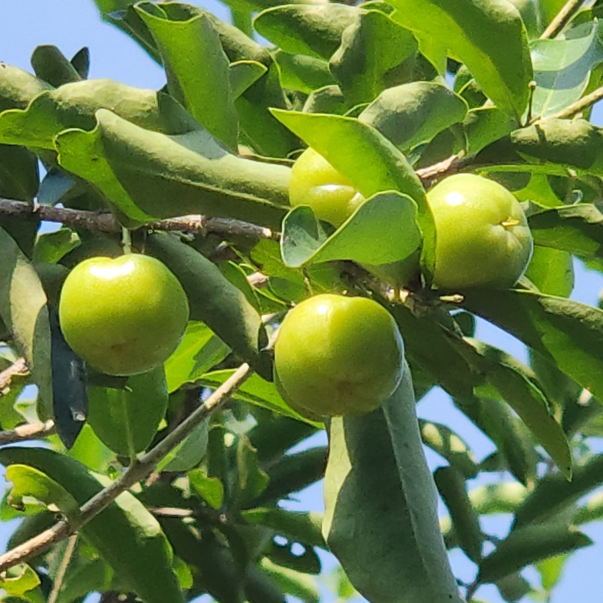 Cây nào cũng cho quả sai trĩu cành. Ảnh: FBNV