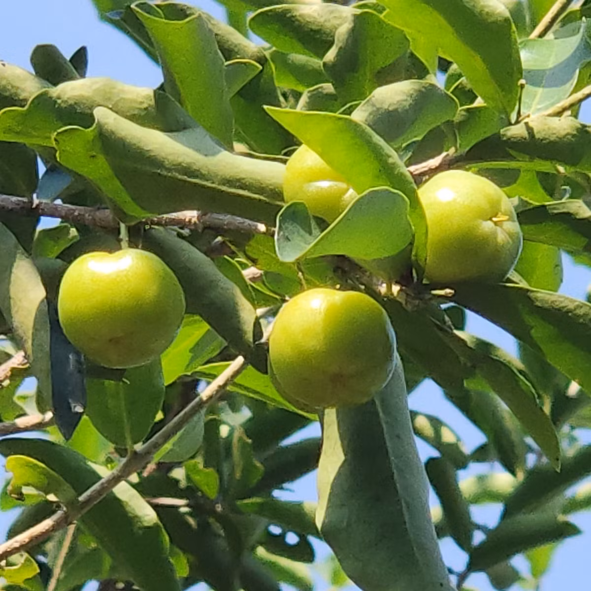 Cây nào cũng cho quả sai trĩu cành. Ảnh: FBNV