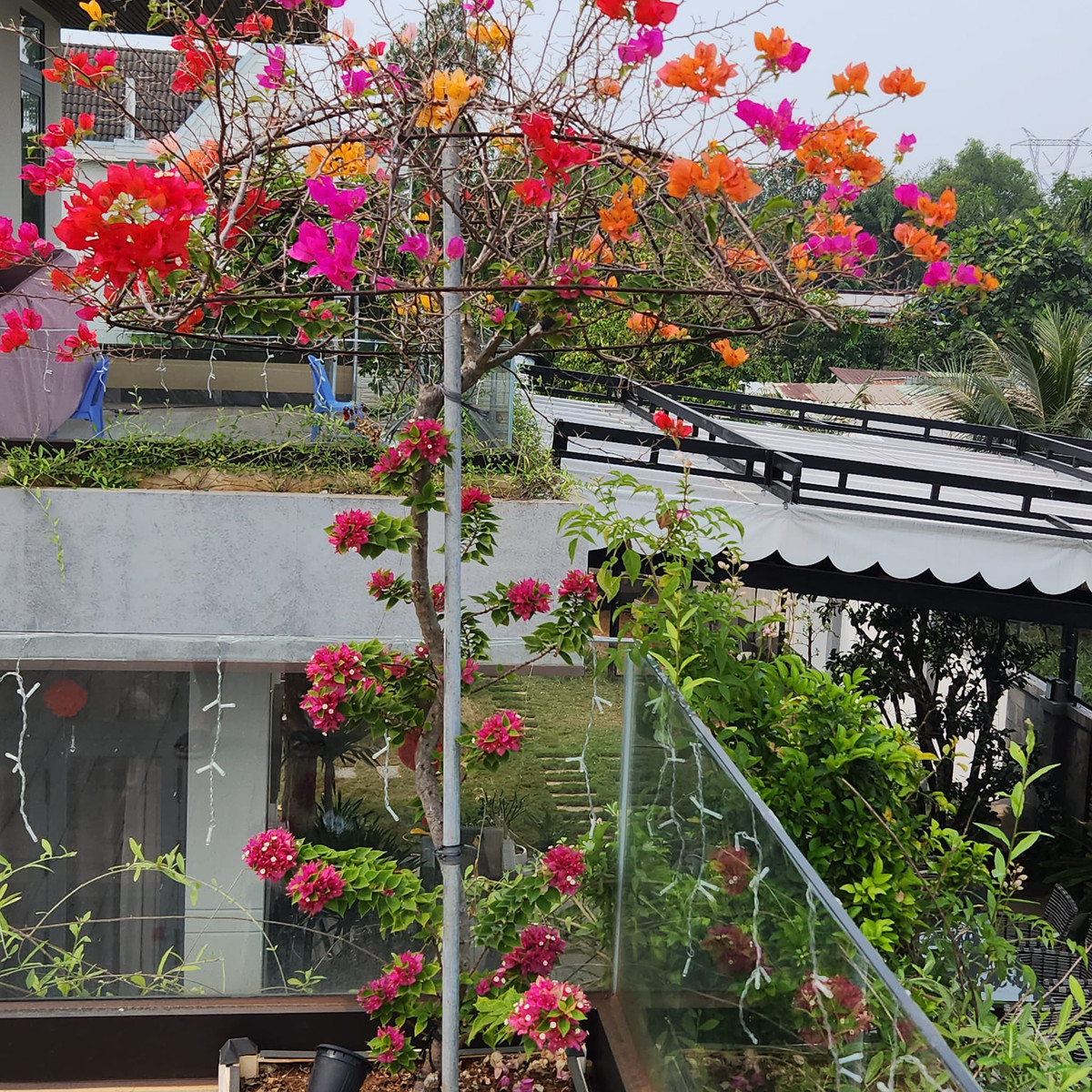 Cây hoa giấy bung nở rực rỡ. Ảnh: FBNV