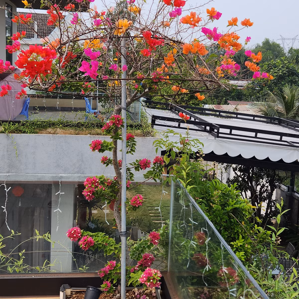 Cây hoa giấy bung nở rực rỡ. Ảnh: FBNV