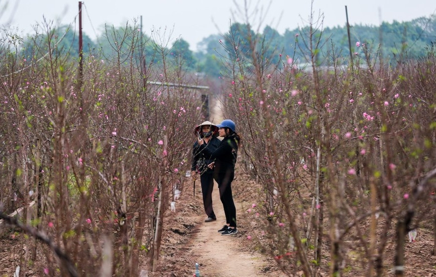 Trong khi đó, nhiều người dân tranh thủ đến tận vườn đào Nhật Tân để chọn được cành ưng ý nhất. Ảnh: Kinhtedothi