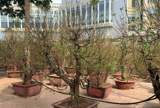 Những cây đào thế được bày bán trên đường Lạc Long Quân sớm phục vụ người dân, du khách. Ảnh: Dân Việt