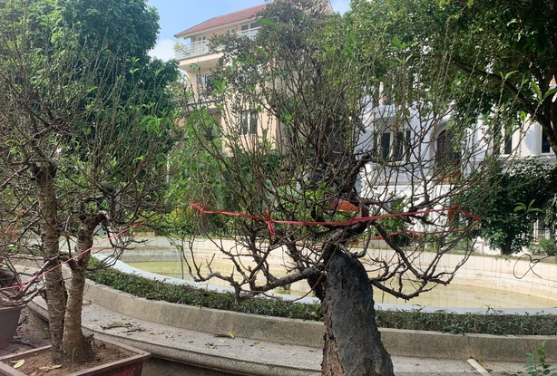 Đào thế được bán với mức giá thấp nhất là một triệu đồng/cây, còn lại từ 3 - 10 triệu đồng. Nhiều gốc đẹp giá vài chục triệu đồng. Ảnh: Dân Việt