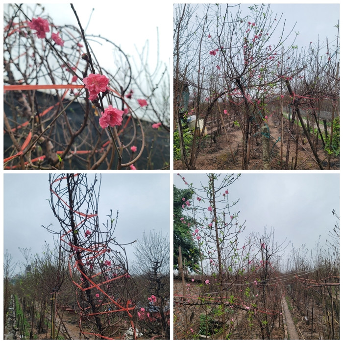 Theo các tiểu thương, đào được bán chủ yếu là cành, trong đó đào bích được bán nhiều hơn đào phai. Ảnh: Daidoanket