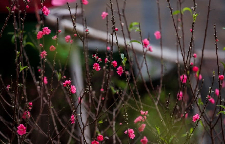 Ngoài gốc cây khủng, những cành đào nhỏ cũng được tiểu thương thu gom mang xuống phố bán, phục vụ nhu cầu cắm lọ của khách. Ảnh: Kinhtedothi
