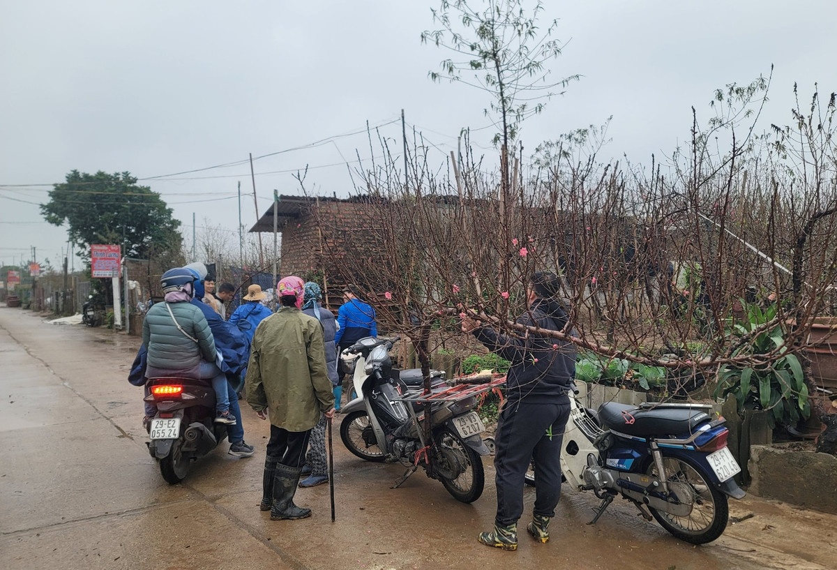Những ngày này, không khí tại làng đào Nhật Tân tấp nập hơn, khi tiểu thương, người mua cùng đổ về. Ảnh: Daidoanket