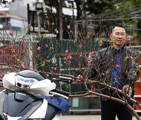 Cành đào nhỏ và vừa giá từ 100.000 - 300.000 đồng, cành đào to được bán từ 800.000 - 1 triệu đồng. Ảnh: Báo tin tức