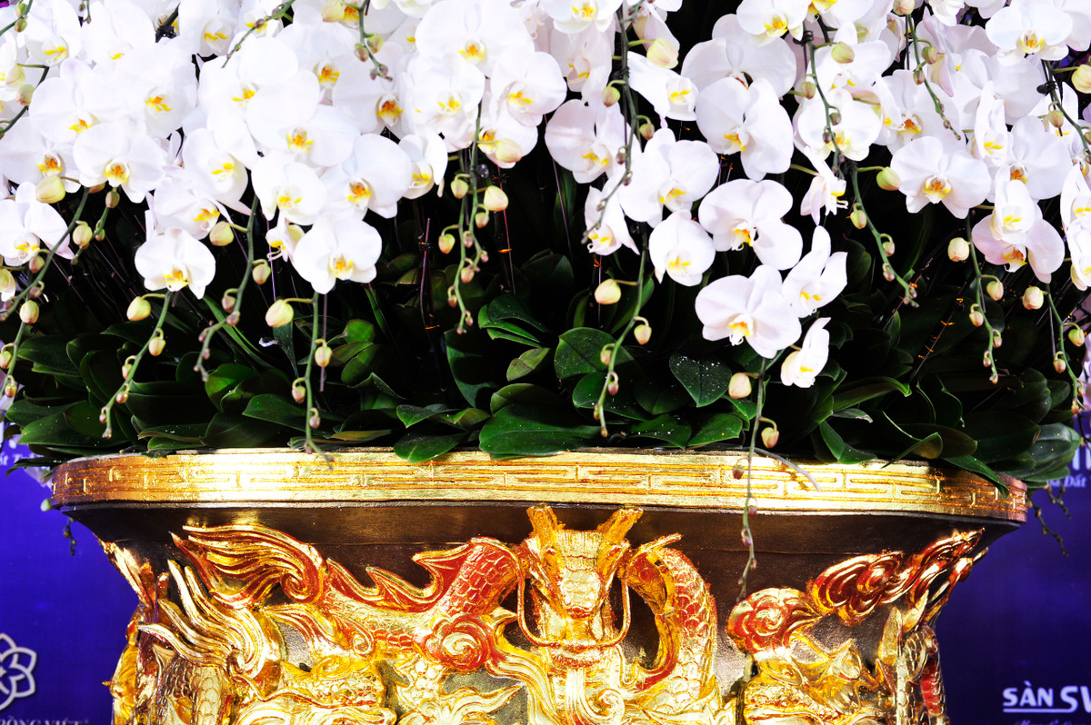 Chậu hoa lan mang tên "Cửu Long Tranh Châu”, riêng phần chậu cao 1,5 mét và đường kính 1,5 mét. Ảnh: Tổ quốc