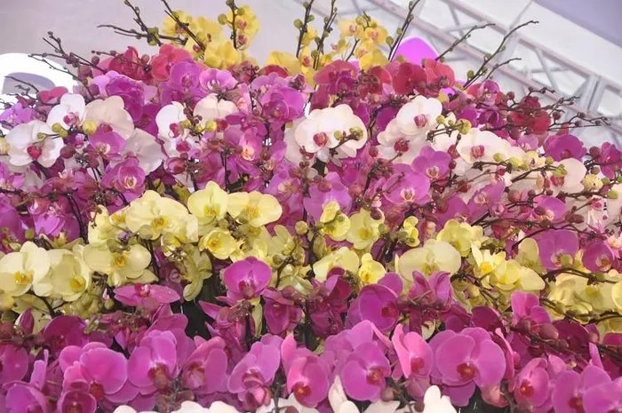 Cành lan hồ điệp được tuyển chọn từ những cành có từ 12 bông hoa trở lên, dài 1,5 mét. Ảnh: Người đưa tin