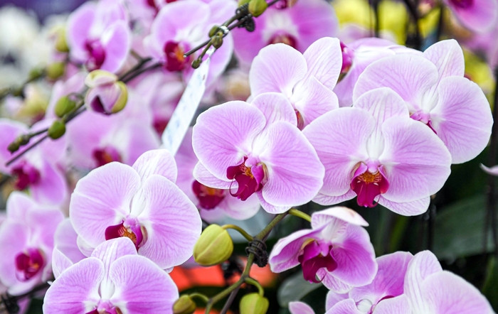 Hoa lan hồ điệp Đà Lạt được đánh giá có hình thức đẹp và chất lượng tốt. Ảnh: Dân trí