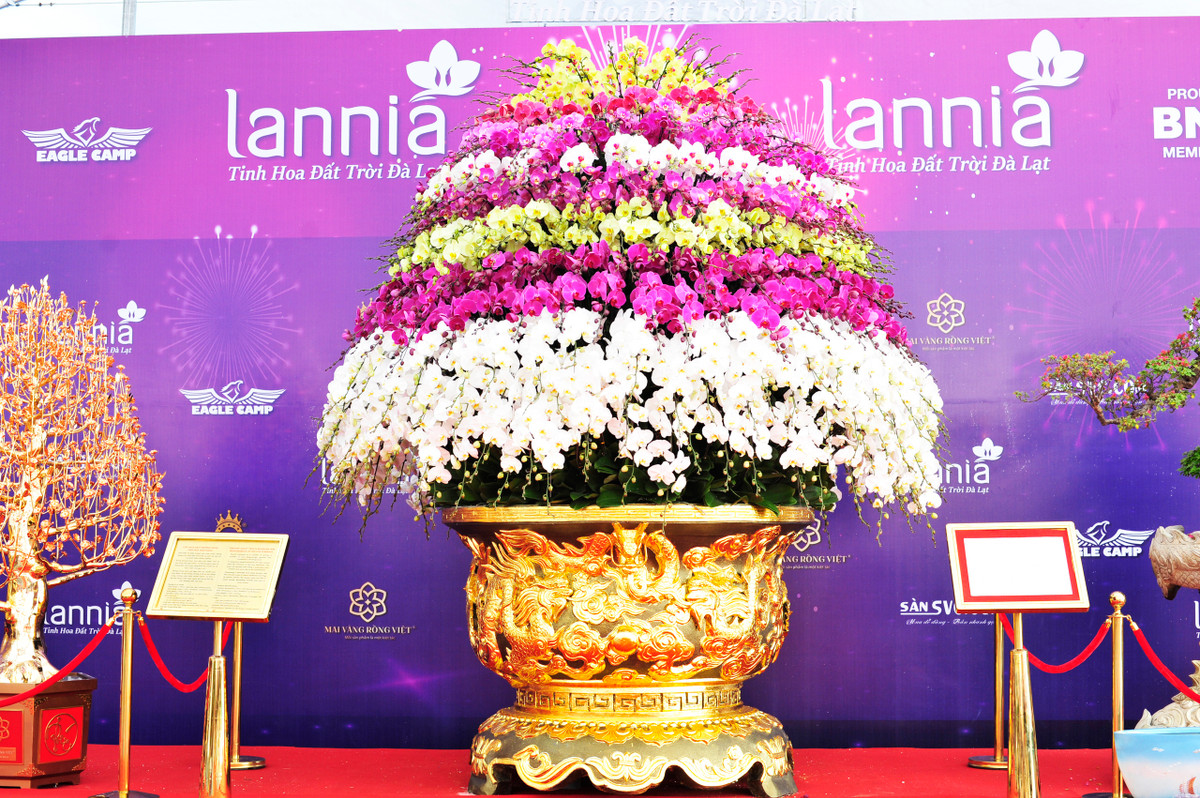 Tại một gian hàng hoa Tết ở khu vực Mỹ Đình (Nam Từ Liêm, Hà Nội), chậu lan hồ điệp “khổng lồ” được rao bán với giá hơn 3,8 tỷ đồng, thu hút sự chú ý của nhiều người. Ảnh: Tổ quốc