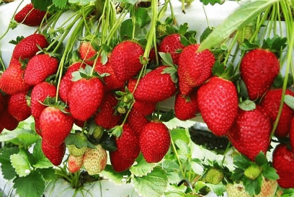 Can trong voi dau tay gia re-Hinh-2