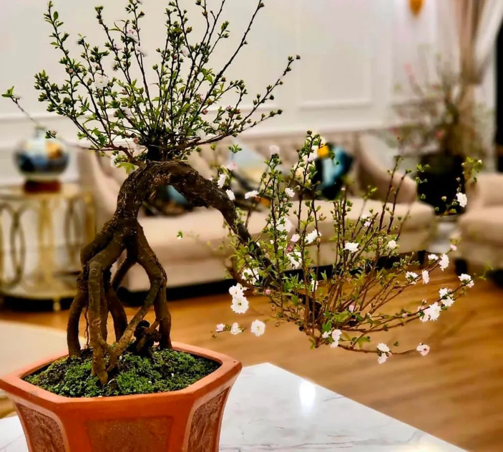 Nhất chi mai dáng huyền đẹp mê mẩn. Ảnh: VOV