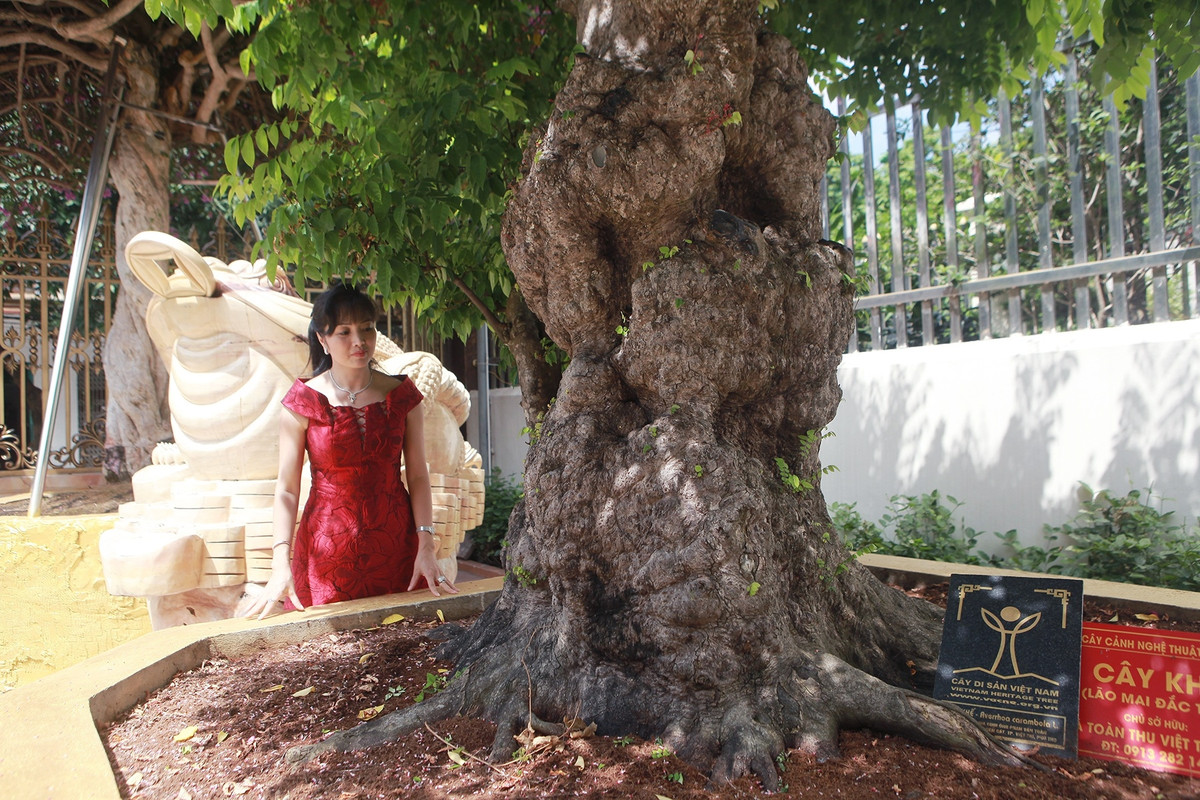 Trong vườn nhà đại gia Phan Văn Toàn còn có cây khế cổ “lão mai đắc thọ”. Trên thân cây nổi u bướu, nhiều chỗ chảy xệ... chứng tỏ cây rất già. Ảnh: Vietnamnet