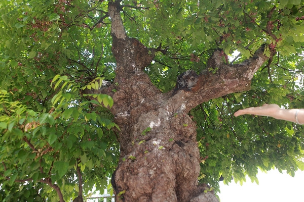 Dù được nhiều đại gia sẵn sàng chi 3 tỷ đồng để sở hữu cây khế cổ song chủ nhân quyết không bán. Ảnh: Vietnamnet