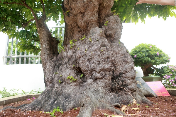 Trên gốc và thân mọc những mầm non cho thấy sức sống trường tồn. Ảnh: Vietnamnet